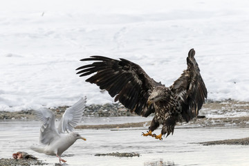 EAGLE