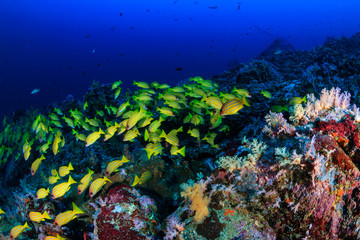 Naklejka na ściany i meble A colorful shoal of fish on a dark tropical coral reef