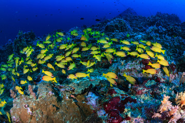 Fototapeta na wymiar A colorful shoal of fish on a dark tropical coral reef