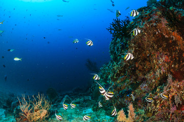 Fototapeta na wymiar A school of beautiful Moorish Idol swimming over a tropical coral reef