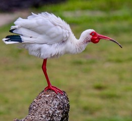 White Ibis standing in a cute pose