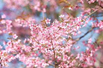 Wild Himalayan Cherry Blossoms in spring season (Prunus cerasoides), Sakura in Thailand, selective focus, Phu Lom Lo, Loei, Thailand.