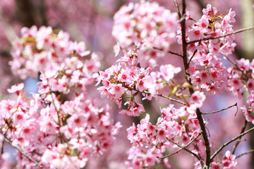 Wild Himalayan Cherry Blossoms in spring season (Prunus cerasoides), Sakura in Thailand, selective focus, Phu Lom Lo, Loei, Thailand.