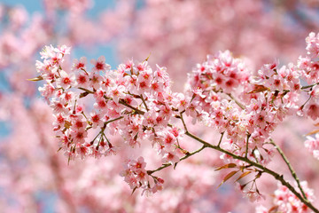 Wild Himalayan Cherry Blossoms in spring season (Prunus cerasoides), Sakura in Thailand, selective focus