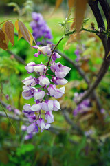 Purple flower of the Japanese wisteria floribunda in bloom