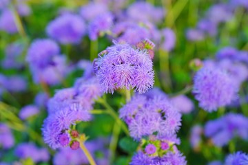 Purple blue ageratum flowers in the garden