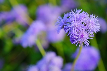 Purple blue ageratum flowers in the garden
