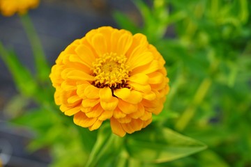 Close-up of a yellow zinnia flower in bloom