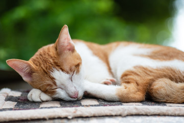 Fototapeta na wymiar Cute cat is sleeping on carpet, pet at home