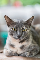Gray cat sitting on the mat and looking at camera, pet at home