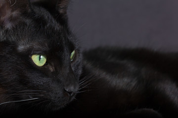 Halloween concept, Black cat. Closeup of Domestic feline resting