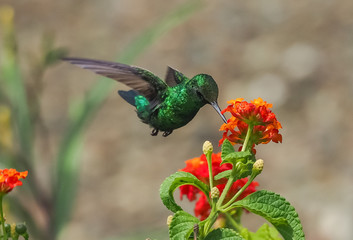  Humming birds   Views around Curacao a Caribbean Island