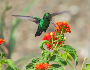  Humming birds   Views around Curacao a Caribbean Island