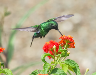  Humming birds   Views around Curacao a Caribbean Island