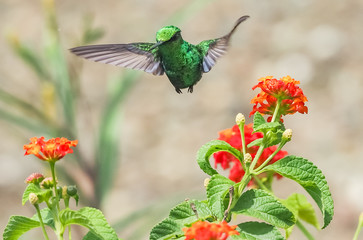  Humming birds   Views around Curacao a Caribbean Island