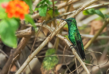  Humming birds   Views around Curacao a Caribbean Island