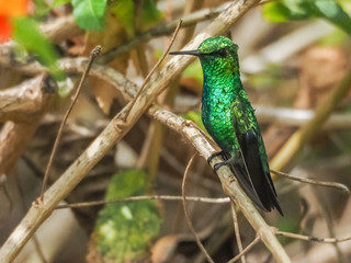  Humming birds   Views around Curacao a Caribbean Island