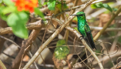  Humming birds   Views around Curacao a Caribbean Island