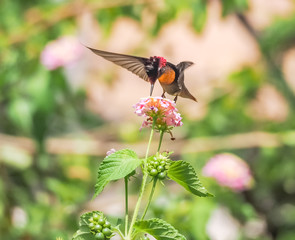  Humming birds   Views around Curacao a Caribbean Island