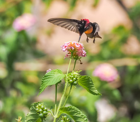  Humming birds   Views around Curacao a Caribbean Island