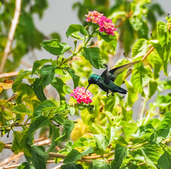  Humming birds   Views around Curacao a Caribbean Island