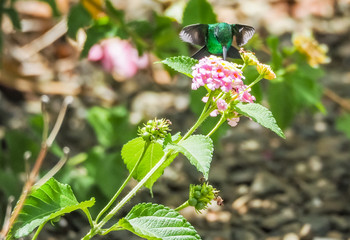  Humming birds   Views around Curacao a Caribbean Island