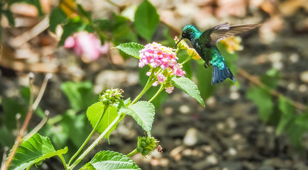  Humming birds   Views around Curacao a Caribbean Island