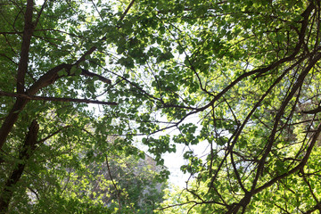 spring, a background of green leaves of a tree