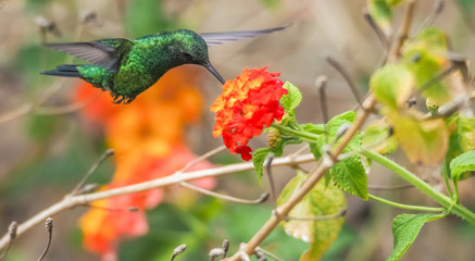  Humming birds   Views around Curacao a Caribbean Island