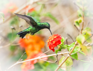  Humming birds   Views around Curacao a Caribbean Island