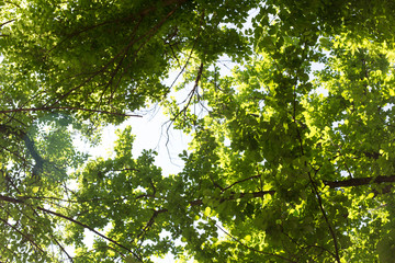 spring, a background of green leaves of a tree