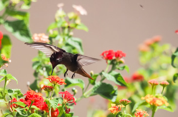 Fototapeta premium Humming birds Views around Curacao a Caribbean Island