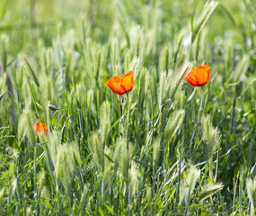 red poppy flowers