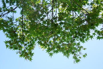 美しい植物が生息する日本の美しいフラワーパークの景色