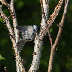 Black-capped Chickadee