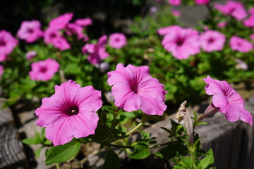 美しい植物が生息する日本の美しいフラワーパークの景色