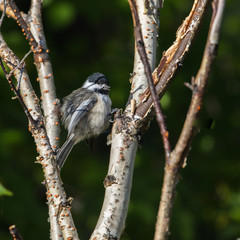 Black-capped Chickadee in the Birch Tree