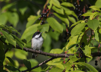 Black-capped Chickadee in the Chokecherry Tree