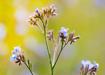 in the field, purple flower