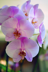 A pink phalaenopsis moth orchid flower in bloom