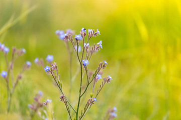 in the field, purple flower