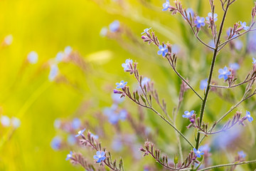 in the field, purple flower