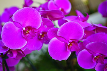 Fototapeta na wymiar A pink phalaenopsis moth orchid flower in bloom