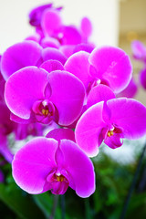 Fototapeta na wymiar A pink phalaenopsis moth orchid flower in bloom