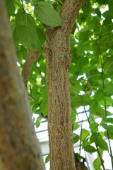 美しい植物が生息する日本の美しいフラワーパークの景色