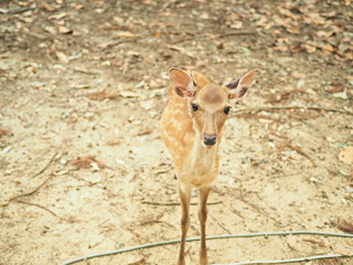 奈良公園の可愛い鹿