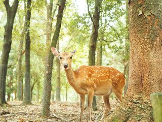 Naklejka na ściany i meble 奈良公園の可愛い鹿