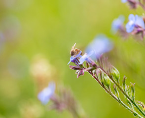 in the field, a bee on a violet flower