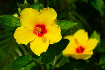 Orange, yellow and red hibiscus flower in bloom
