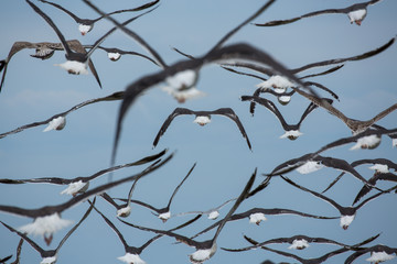 Fototapeta na wymiar a flock of seagulls flying at North Beach Maryland along the Chesapeake Bay in Calvert County Southern Maryland USA